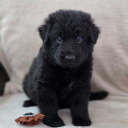 Brown collar - Black male German Shepherd puppy in Louisville, Ohio from Crooked River German Shepherds