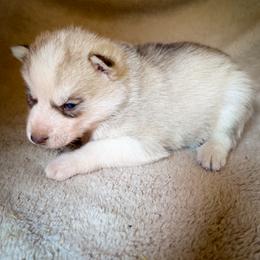 Yukon - Sable and white male Siberian Husky puppy in Grant City, Missouri from Timberline Paws