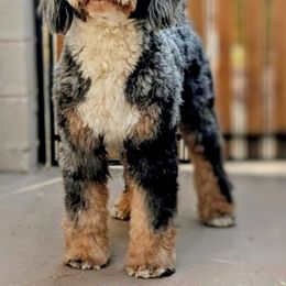 Zoey - Bernedoodle