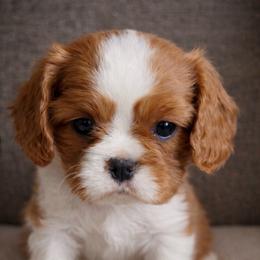 Scarlett - Blenheim female Cavalier King Charles Spaniel puppy in Greensboro, North Carolina from Hyde Park Cavaliers