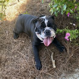 Rosco - Bulldog