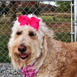 Charlie - Goldendoodle