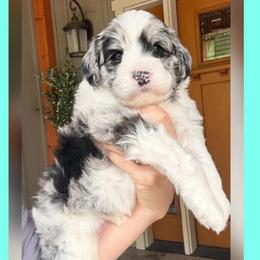 Cricket - Merle male Sheepadoodle puppy in Roseburg, Oregon from Sharon’s Sheepadoodle’s