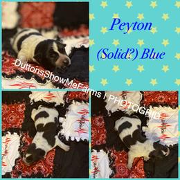 Australian Cattle Dog and Miniature Australian Shepherd Puppies from Dutton's Show Me Farms