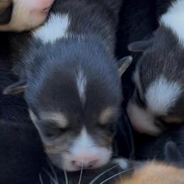AKC Grey - Black and tan female Pembroke Welsh Corgi puppy in Summerfield, Florida from Promise Land Farm