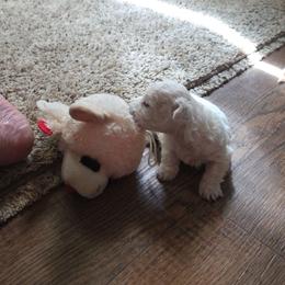 Boy 1 - White and tan male Maltese puppy in Selma, North Carolina from Havenkennels
