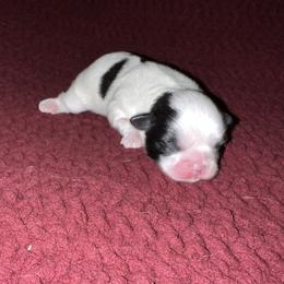 Shih Tzu Puppies from Lavender Lane Tzus