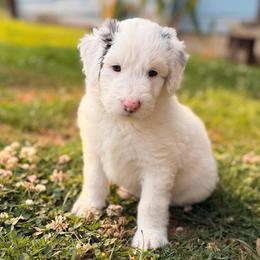 Dolly - Blue merle and white female Sheepadoodle puppy in Vernonia, Oregon from Life Unleashed Farm