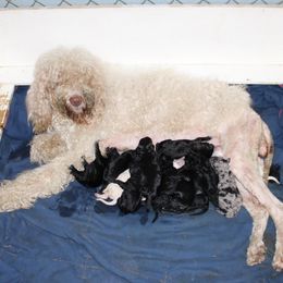 Izzy - Goldendoodle