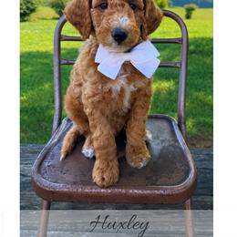 Huxley - Red  male Goldendoodle puppy in State Road, North Carolina from Must Love Doodles