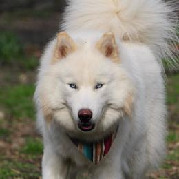 Tate - Siberian Husky