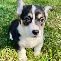 Girl 1 - Black and tan female Pembroke Welsh Corgi puppy in Thornton, New Hampshire from Dinger’s Dogs