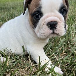 Jake - Brindle male Bulldog puppy in Salem, Illinois from Itsabulldogthing