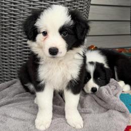 Clara - Black and white female Border Collie puppy in Lakeview, Michigan from Haven Creek Farm