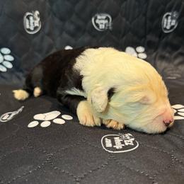 MAGNOLIA - Black and white female Sheepadoodle puppy in Riverside, California from Downtown Doodles & Frenchies