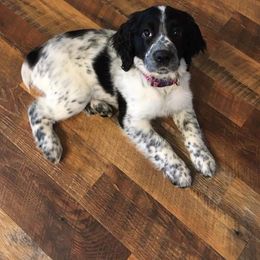 English Springer Spaniel Puppies from South Fork Springers