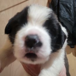 Chris Tomlin - Brown and white male Saint Bernard puppy in Lowpoint, Illinois from Minnie's Majestic Saints