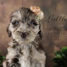 Bernedoodle, Goldendoodle, and Schnoodle Puppies from Adirondack Poodles Goldendoodles,Bernedoodles & Schnoodles