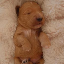 Theo - Apricot male Goldendoodle puppy in San Tan Valley, Arizona from Golden Haven Puppies
