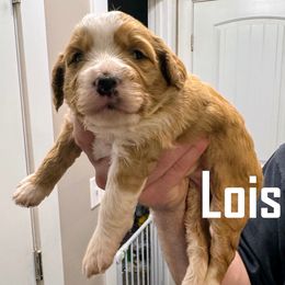 Lois - Red female Bernedoodle puppy in Bountiful, Utah from Red Brick Doodles