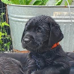 Labrador Retriever Puppies from Labs4Ever Labradors