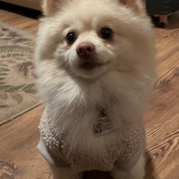 Pomeranians and Pomskies from Black Mountain Kennels