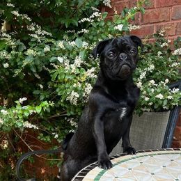 Finlee - Pug