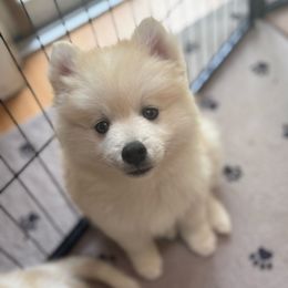 Orange Collar Male - Red and white male Pomsky puppy in Exeter, Rhode Island from Ocean State Pomskies