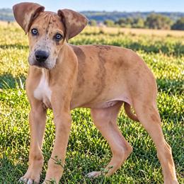 Supergirl - Merle female Great Dane puppy in Florida from Beachside Kennels