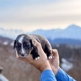Merle Girl 2 - Blue merle female Bernedoodle puppy in Anchorage, Alaska from Cascade Country Doodles