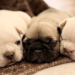 French Bulldogs from Country Farm Frenchies
