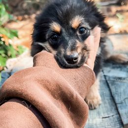 Storm - Miniature Australian Shepherd puppy from Whiskeytown Aussies