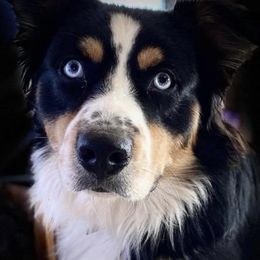 Zues - Australian Shepherd