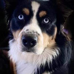 Zues - Australian Shepherd