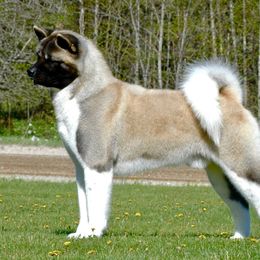 Akita and Shiba Inu All Grown Up from Day Dream Shiba Inu’s