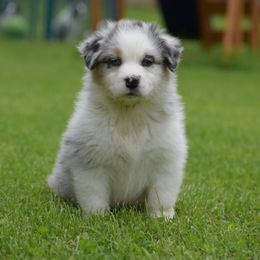 Australian Shepherd Puppies from Ausdauer Australian Shepherds