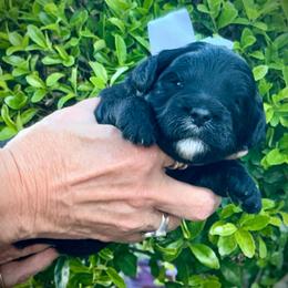 Blaze- white boy - Black and white male Aussiedoodle puppy in Midlothian, Texas from Gray Doodles