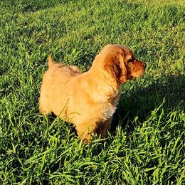 Golden Retriever and Labrador Retriever Puppies from OK GunDogs