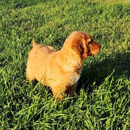 Golden Retriever and Labrador Retriever Puppies from OK GunDogs