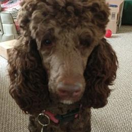 Ginger - Poodle
