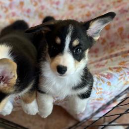Pretty Bold Boy - Black and tan male Pembroke Welsh Corgi puppy in Blaine, Tennessee from Rose Brier Pembroke Welsh Corgis