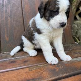 Shimmer - Brown and white female Saint Berdoodle puppy in Traverse City, Michigan from Bare Paws Saint Berdoodles