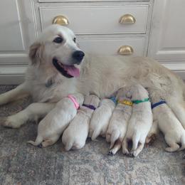 Female 3 - Light golden female Golden Retriever puppy in Roseburg, Oregon from Unbound Goldens