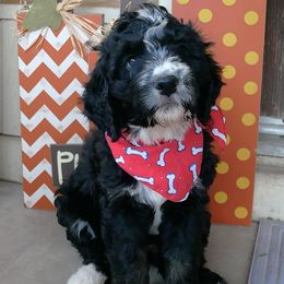 Sapphire - Tri-color female Bernedoodle puppy in Mesa, Arizona from Cookies and Cream Doodles