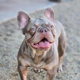 French Bulldogs from Outrageous Frenchies