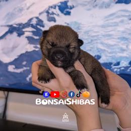 NORI - Red male Shiba Inu puppy in Minnesota from BonsaiShibas
