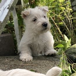 Archer - Wheaten male Scottish Terrier puppy in Fenton, Michigan from Carnes Croft Scotties