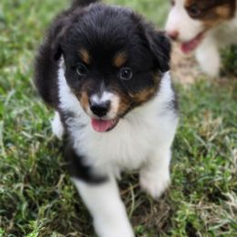 Muffin - Black tri-color female Australian Shepherd puppy in Athens, Tennessee from Mimi's Aussie