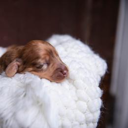 Joe - Dapple male Dachshund puppy in Iola, Texas from Whiskey River Dachshunds