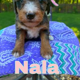 Nala - Merle female Bernedoodle puppy in Sherman, Illinois from Shirl Doodle Life